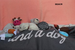 1_braun2