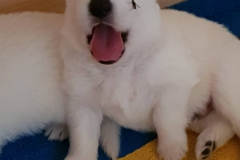 20190706-WA0015