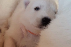 20190706-WA0019
