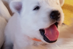 20190706-WA0020