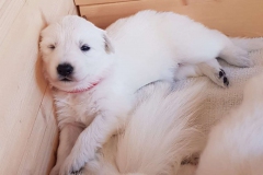 20190706-WA0022